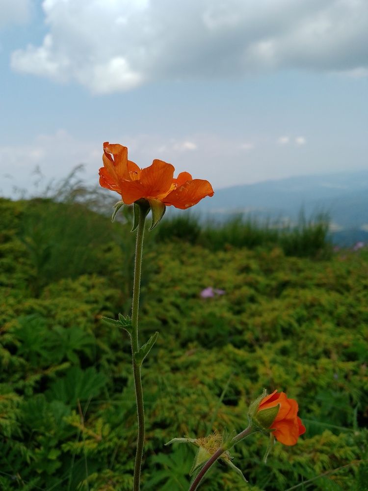 A bright geum touching the cloudy sky