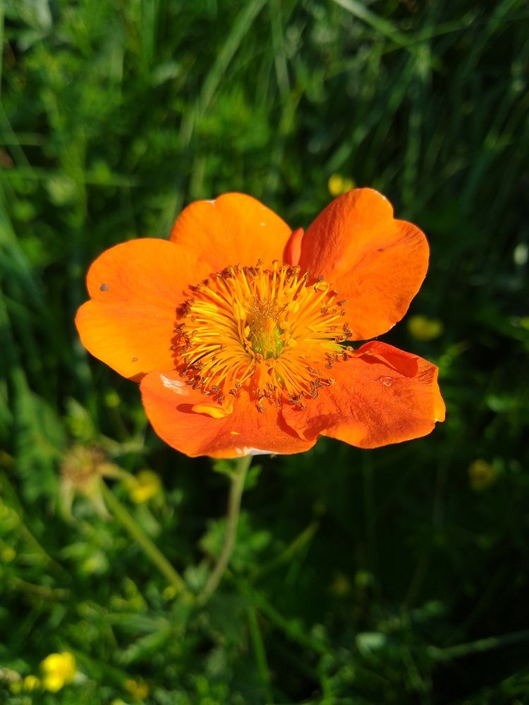 Shining among the green grass