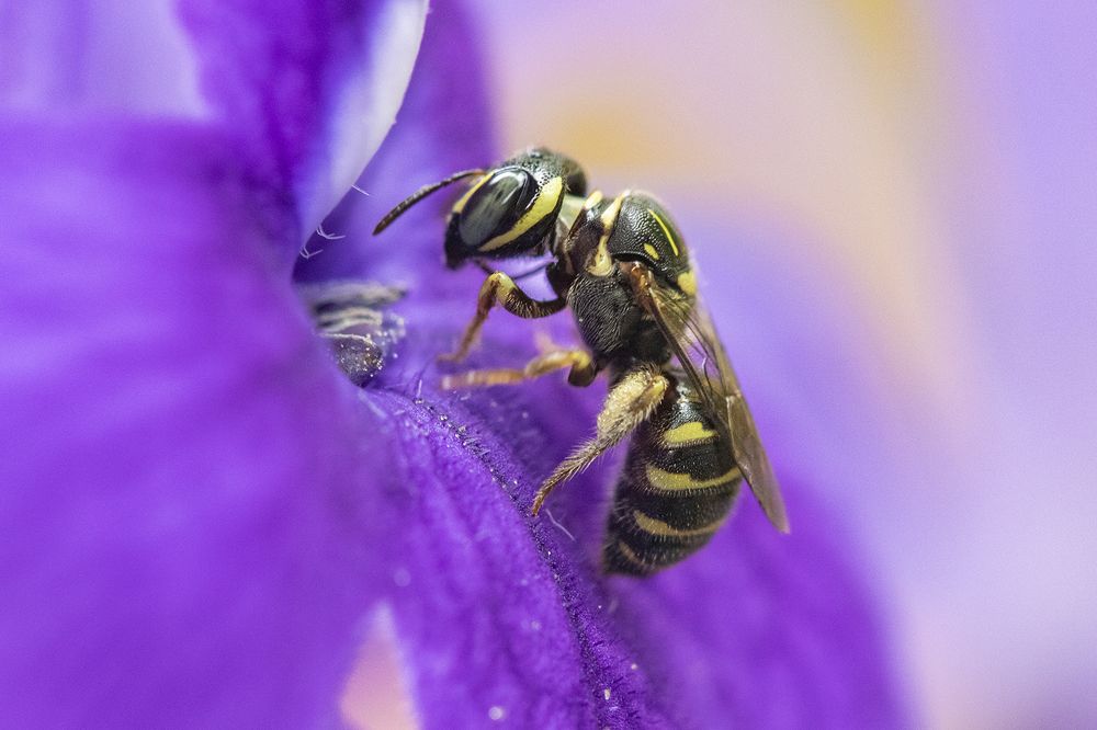 Фотография автора Rajeev Amaratunga