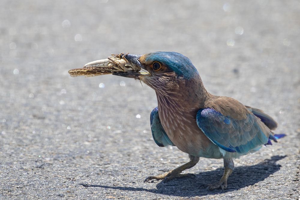 Photograph by Rajeev Amaratunga
