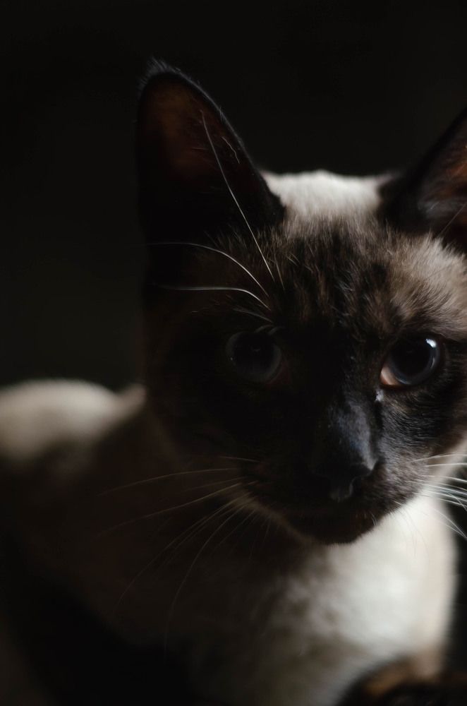 Фотография автора Анастасия Бондарь