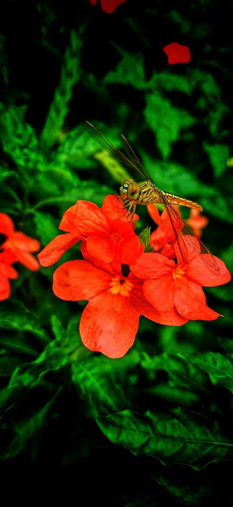 Photograph by Samyuktha Gollapinni