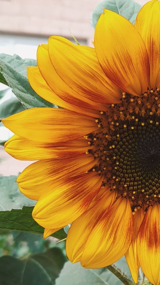 Фотография автора Анна Морозова