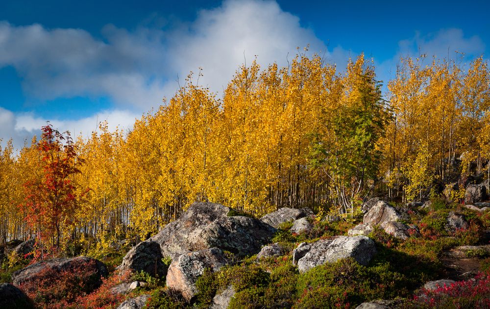 Photograph by Сергей Тютюнник