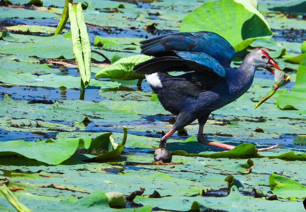 Photograph by  mohsenzadeh