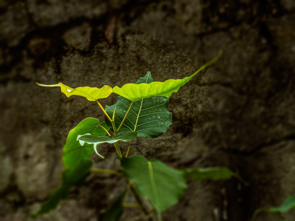 Фотография автора savitri Rawat