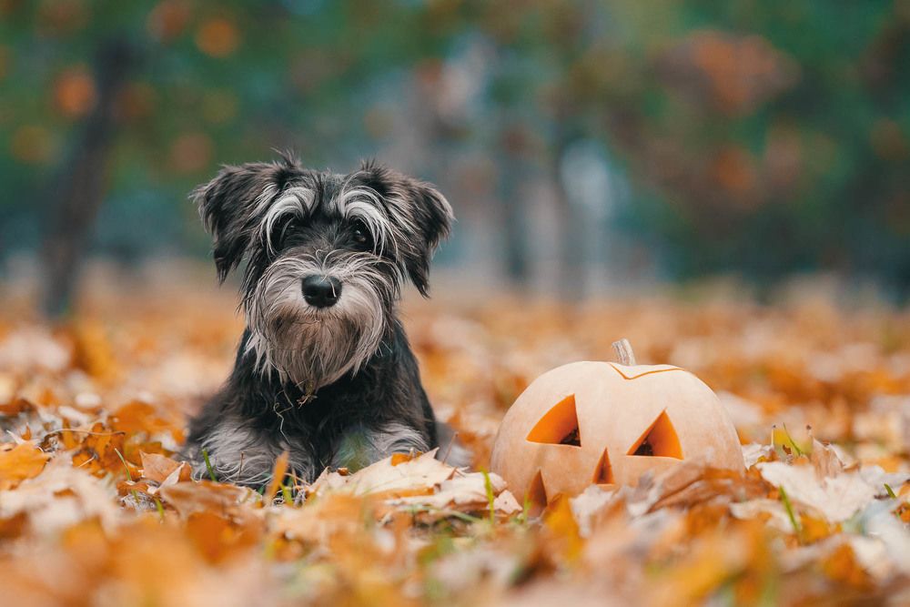Фотография автора Гера Восьмая