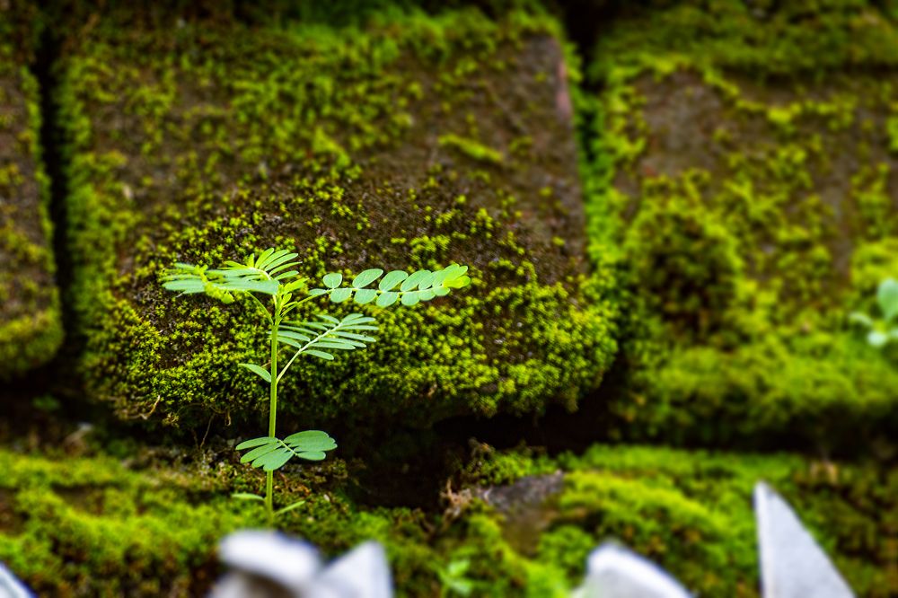 Фотография автора savitri Rawat