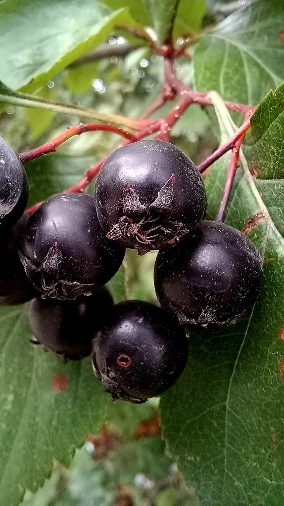 Photograph by Каковкина Ольга