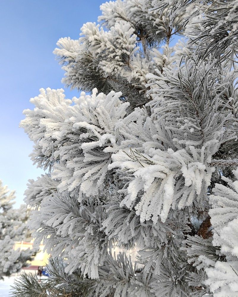 Photograph by Galina Belinskya