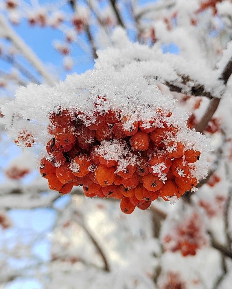 Photograph by Galina Belinskya