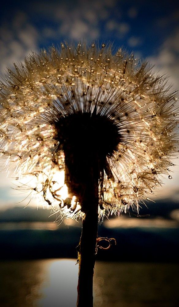 Ловец света...