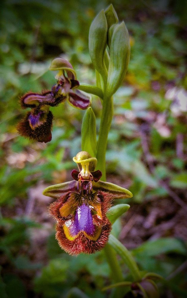 Фотография автора Ian Heard