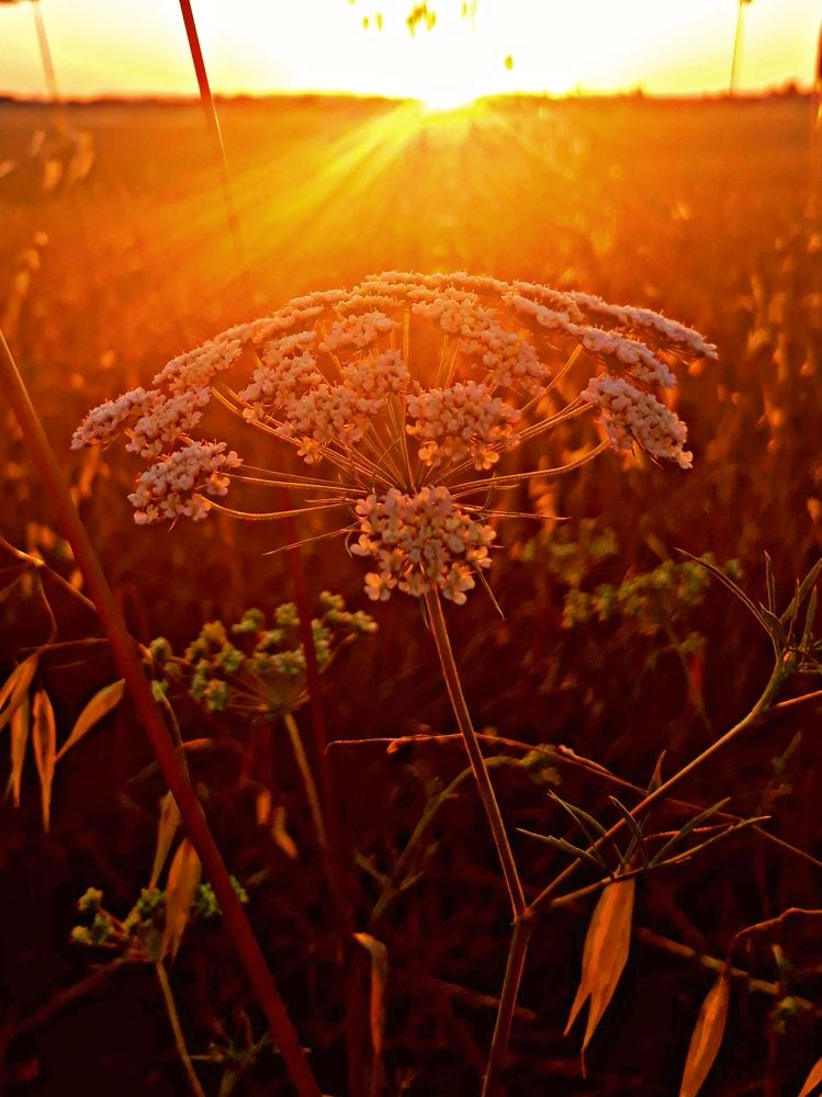 Photograph by Dilara C