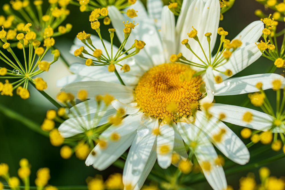 Photograph by Irina Luidinshina