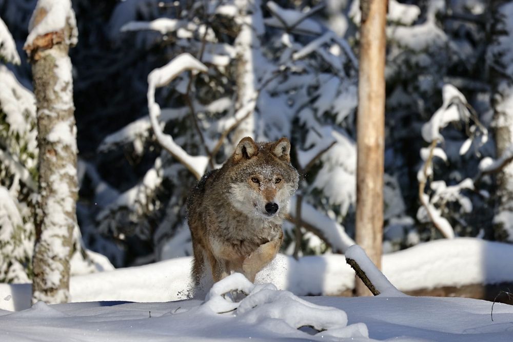 Photograph by Ольга Одаренко