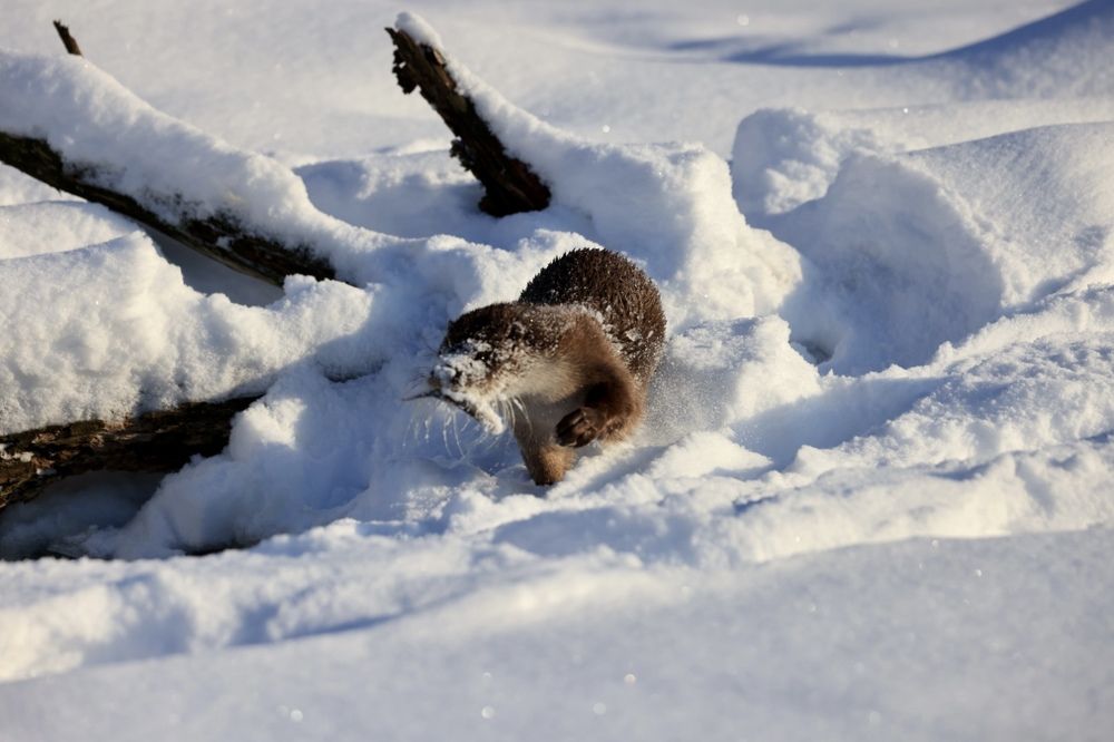Photograph by Ольга Одаренко