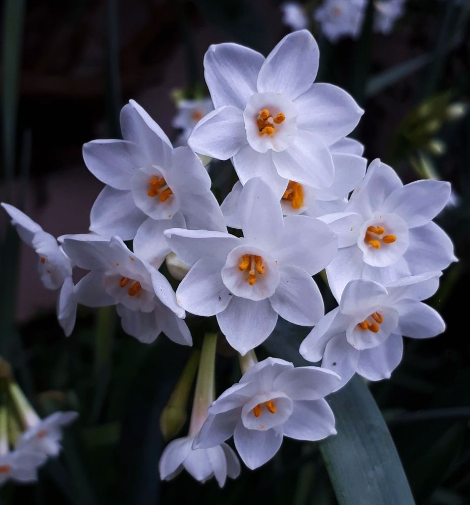 Photograph by Dilara C