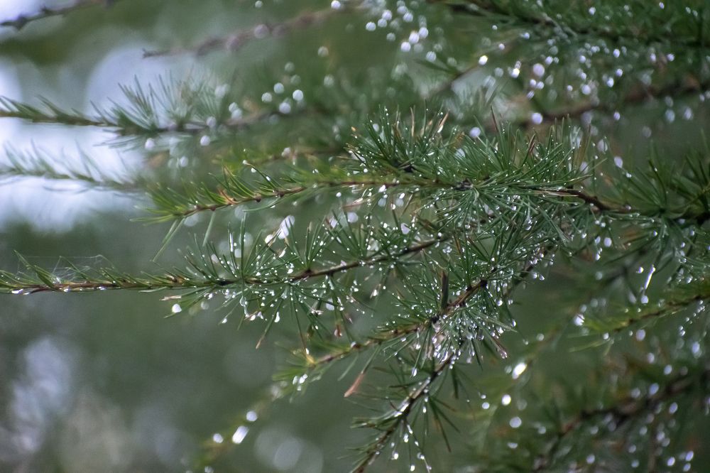 Photograph by Irina Luidinshina