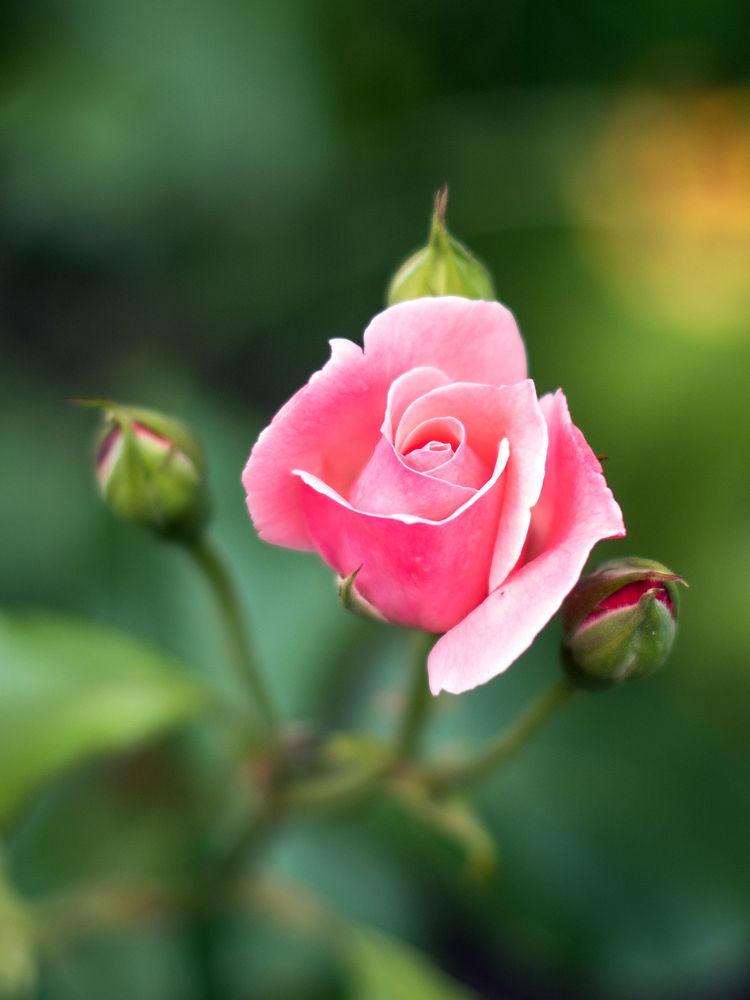 Photograph by Антон Данилов