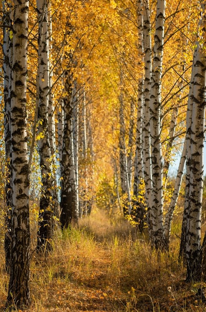 Photograph by Елена Косинова