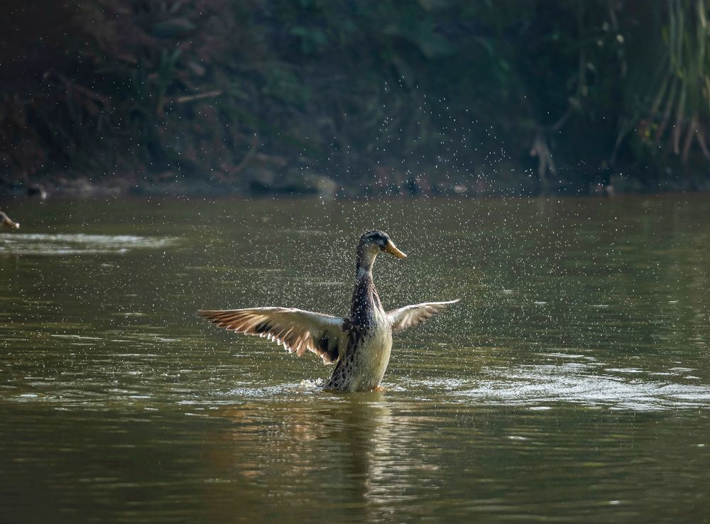 Splashing duck