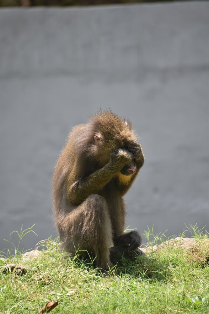 Animal also behave like human