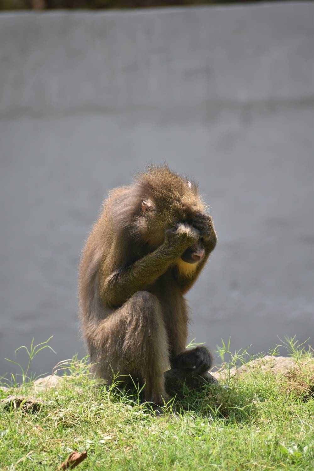 Animal also behave like human