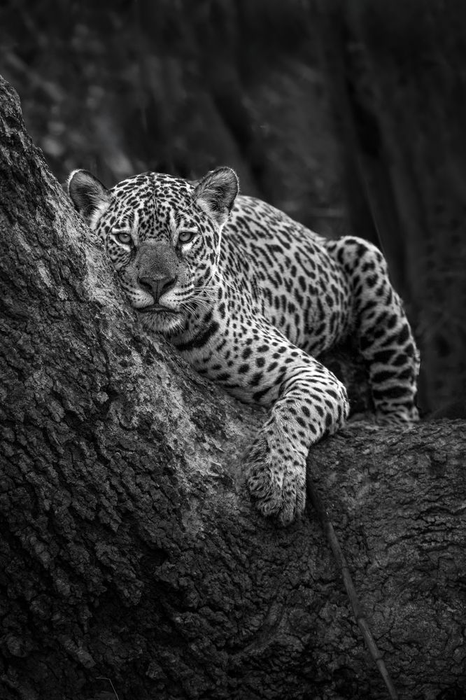 Photograph by Ricardo Ferreira