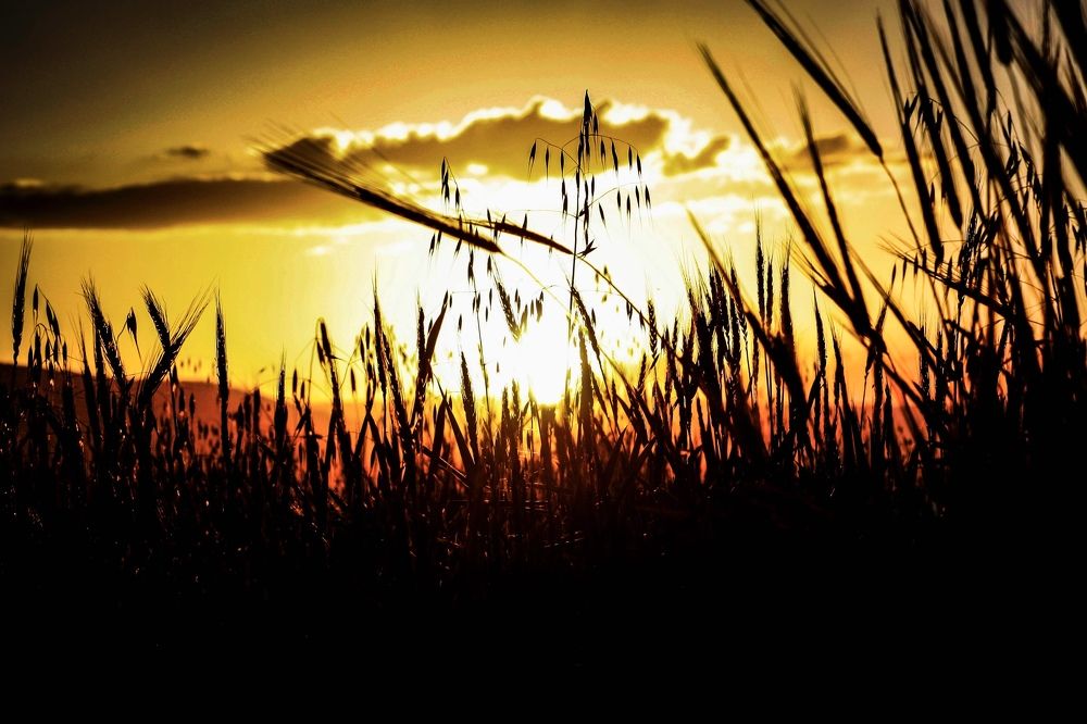 Photograph by Homayoun Tamaddon