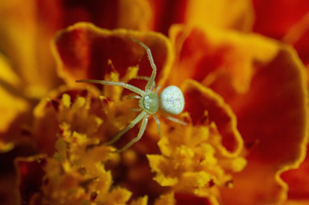 Photograph by Ирина Шибитова