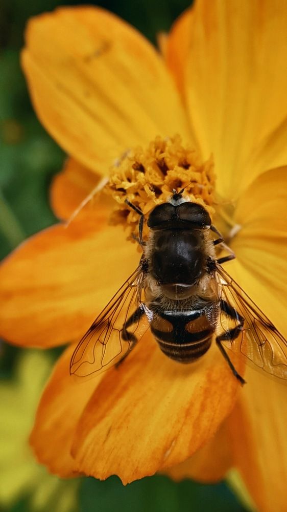 Фотография автора Анна Морозова