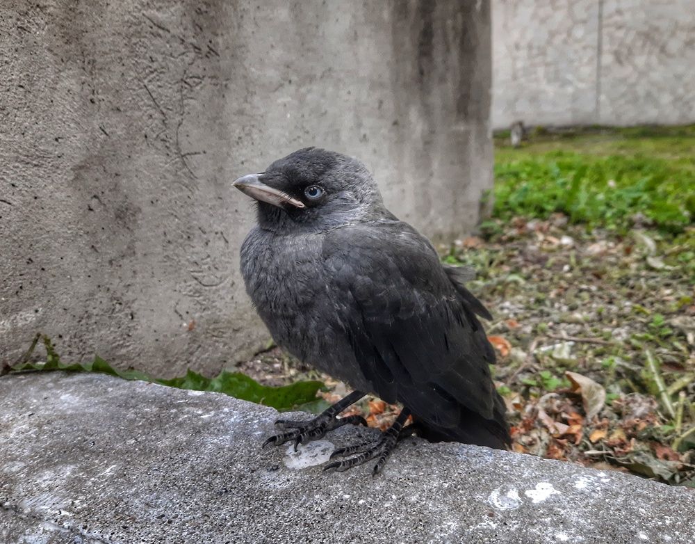 Галчонок Хватайка