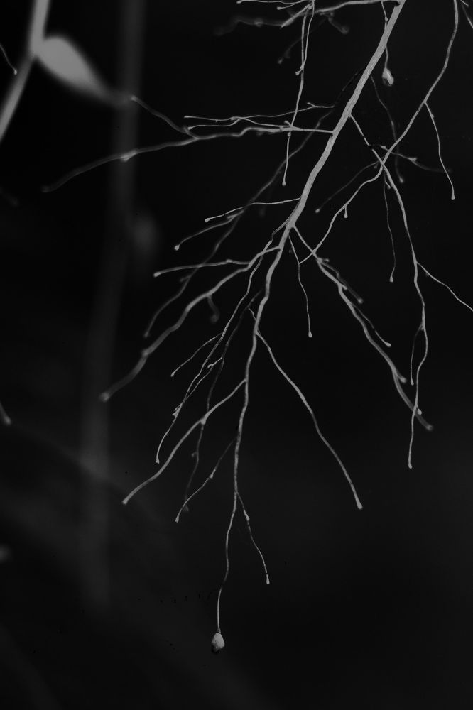 Photograph by Dewindu H. Fernando