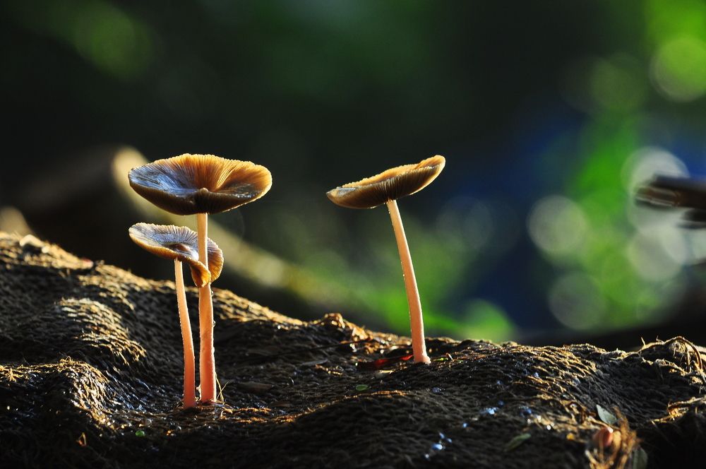 Photograph by B.KUSHA KUMAR Kumar