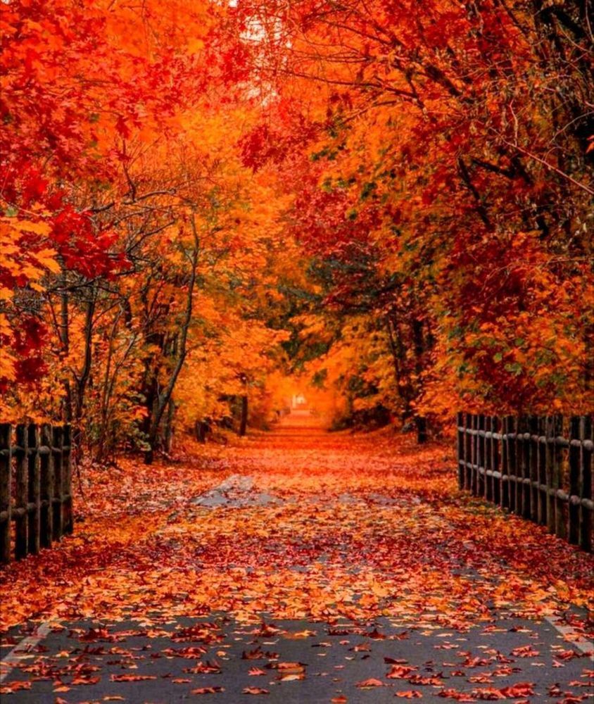 Фотография автора Lina Denisowa