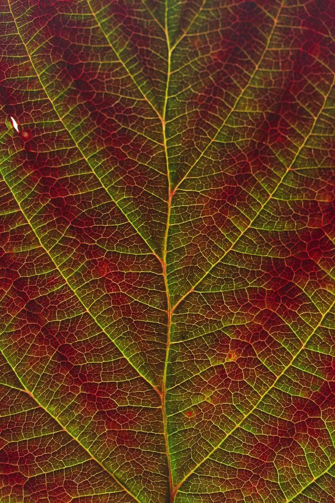 Photograph by Наталья Гайдукевич