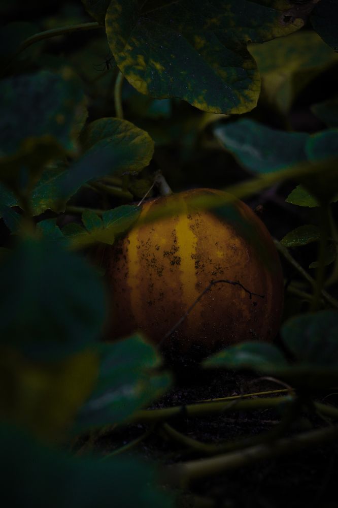 Photograph by Dewindu H. Fernando