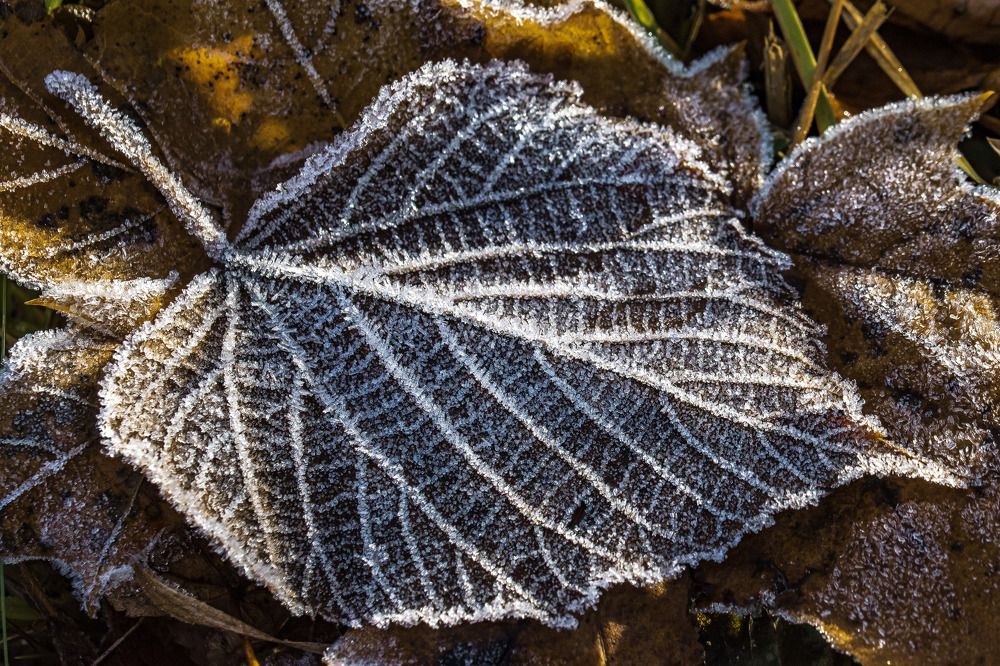 Photograph by Наталья