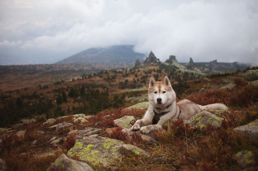 Photograph by Алина Перескокова