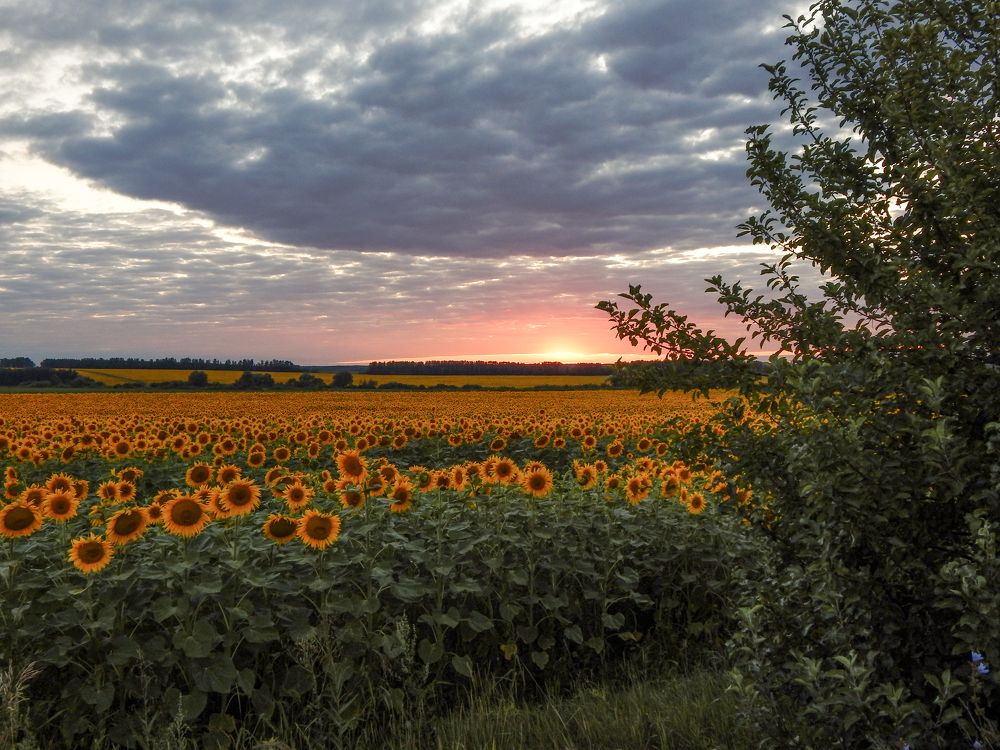 Летний вечер