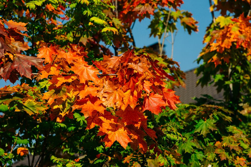 Photograph by Елена Куртеева