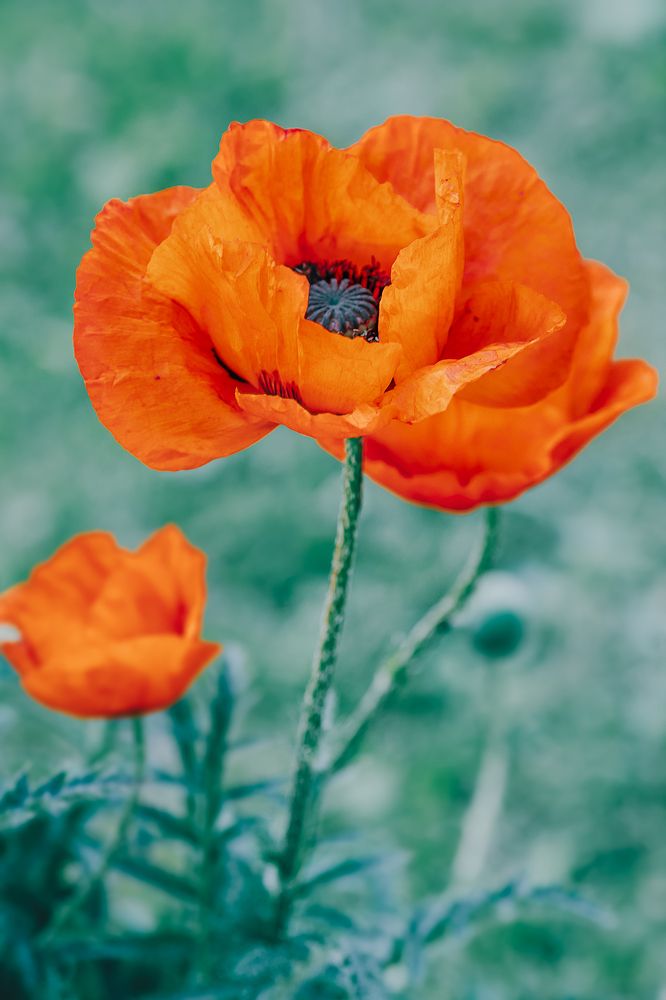 Photograph by Светлана Гущина