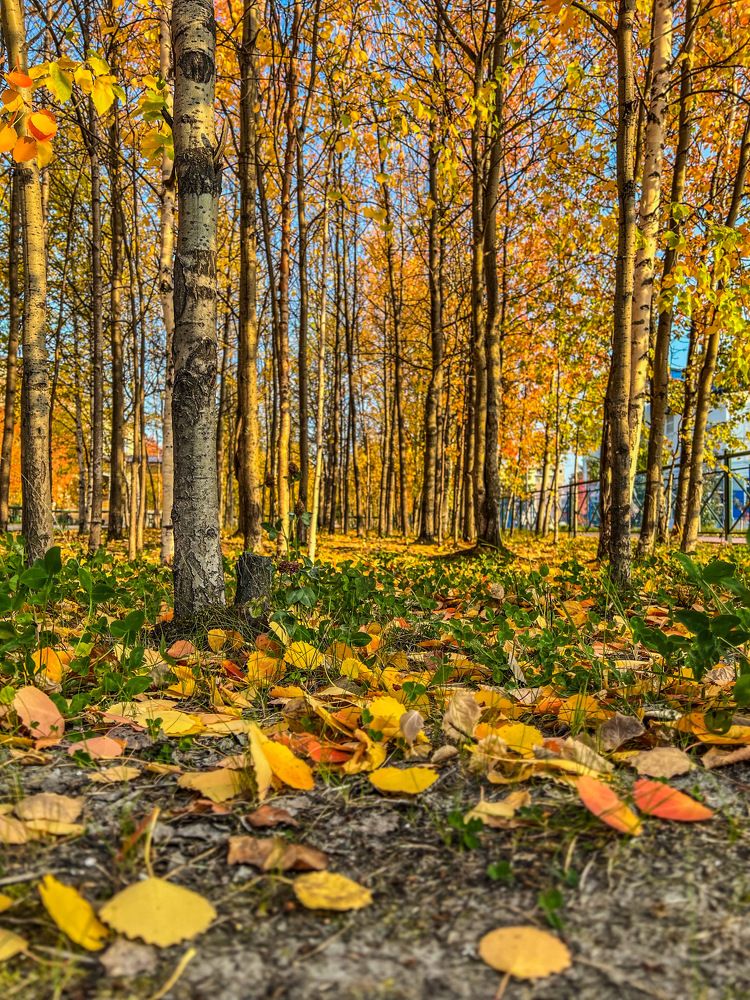 Г. Ноябрьск