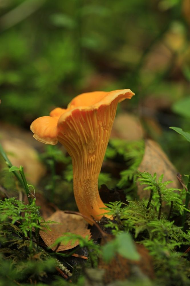 Photograph by Владимир Борозенец