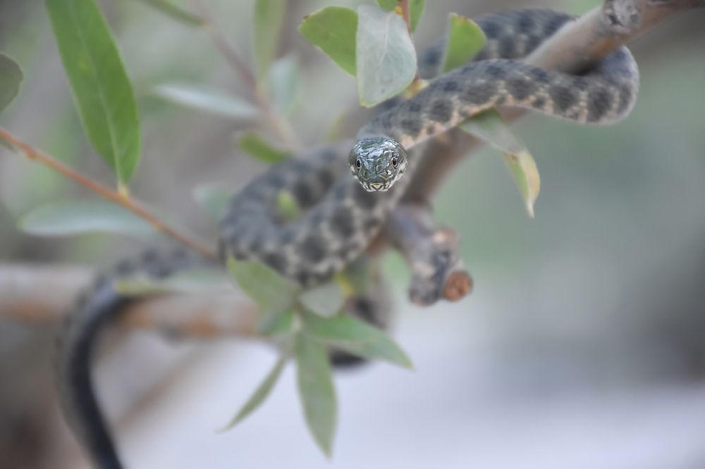 Photograph by  mohsenzadeh