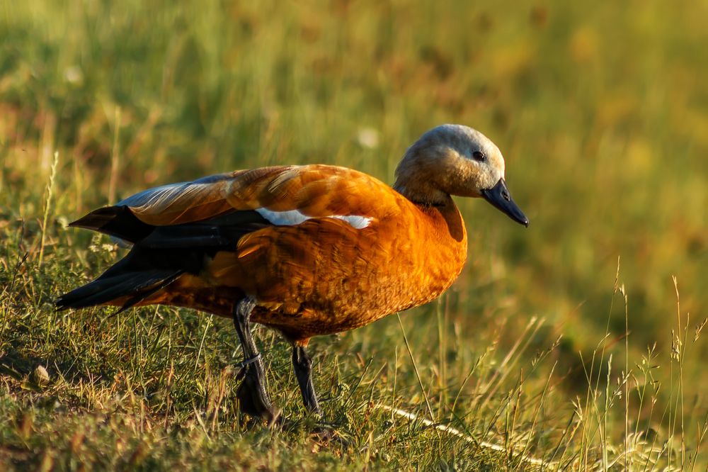 Photograph by Владимир Портуаров