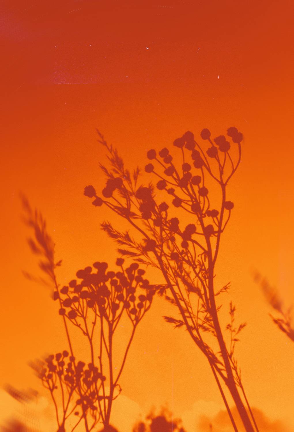 Photo #9590518