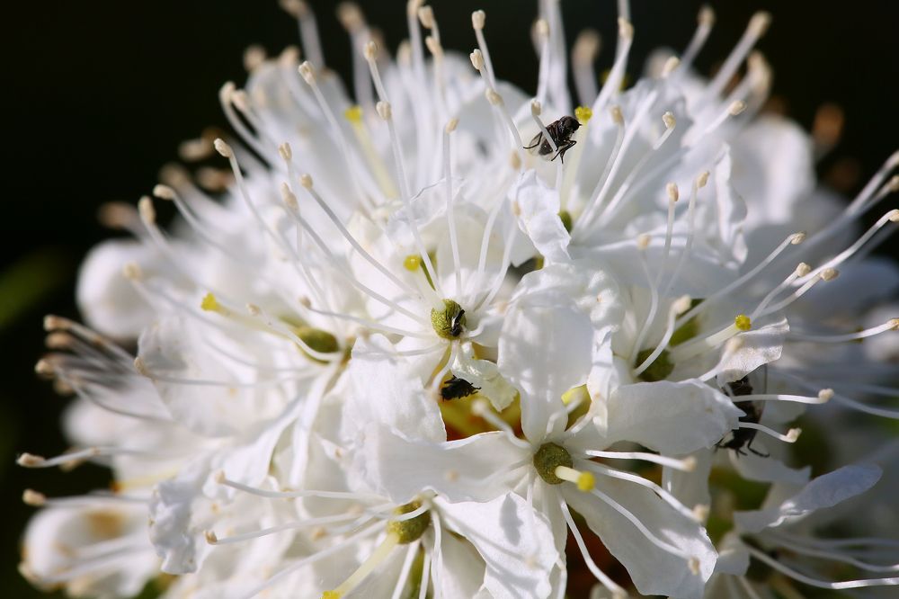 Багульник и его обитатели