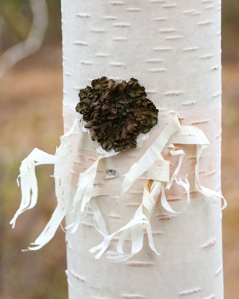 Береза с брошью